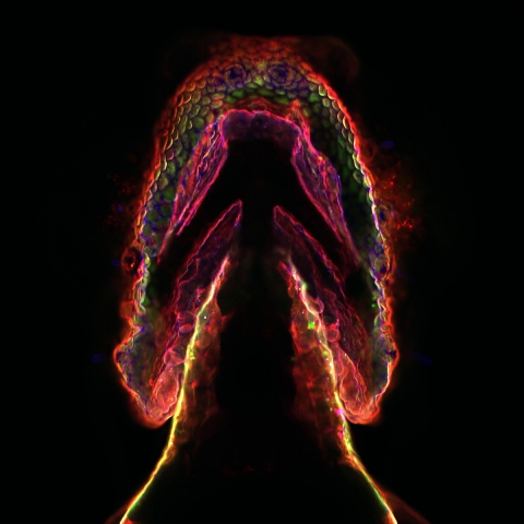 In vivo imaging of glycans in developing zebrafish