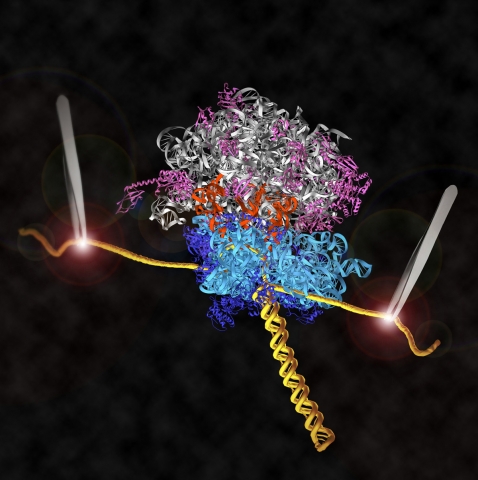 Single-molecule studies of ribosomal translation