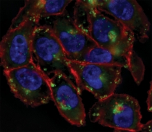 Imaging of glycan trafficking in live cells