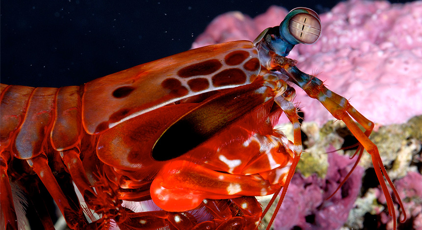Stomatopod crustacean