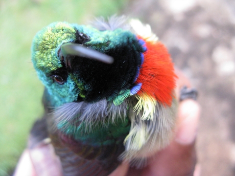 Usambara Double-collared Sunbird