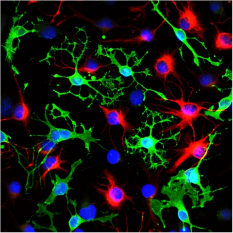 Differentiation of Stem Cells into Glia