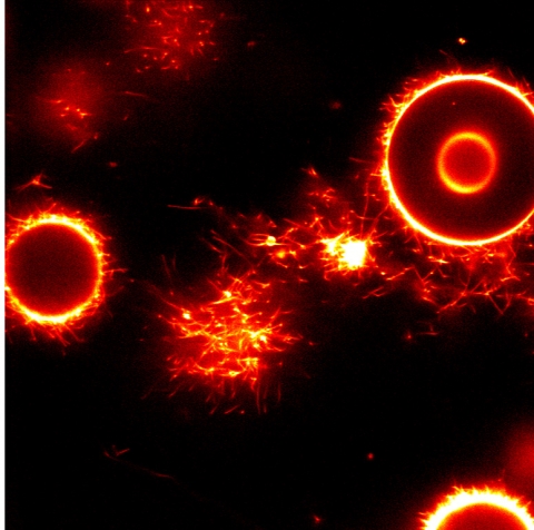 COPII-coated tubules