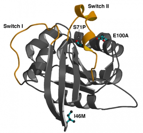 Structure of S. cerevisiae Cdc42