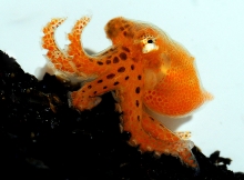 One day old hatchling octopus