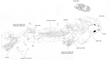 A new fossil precursor of terrestrial vertebrates