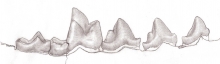 Pencil sketch of teeth